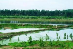 河北涿鹿桑干河國家濕地公園 河北涿鹿桑干河國家濕地公園