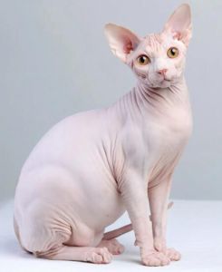 斯芬克斯貓 斯芬克斯貓
