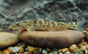 茶卡高原鰍 茶卡高原鰍