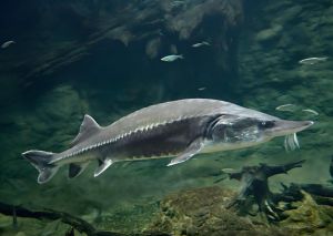 歐洲大西洋鱘 歐洲大西洋鱘