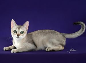 新加坡貓 新加坡貓