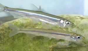 池沼公魚