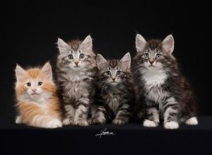 挪威森林貓 挪威森林貓