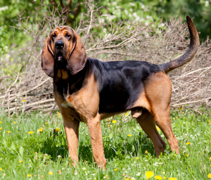 尋血獵犬 尋血獵犬